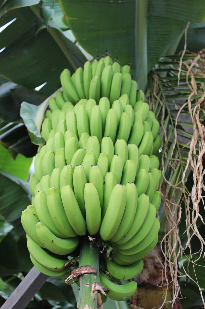 banana, shrub, banana tree, banana plant, tropical, fruit, banana tree, banana tree, banana tree, banana tree, banana tree, banana plant