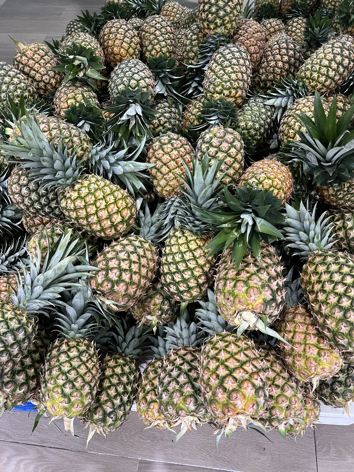 Piñas recién cosechadas listas para exportación
