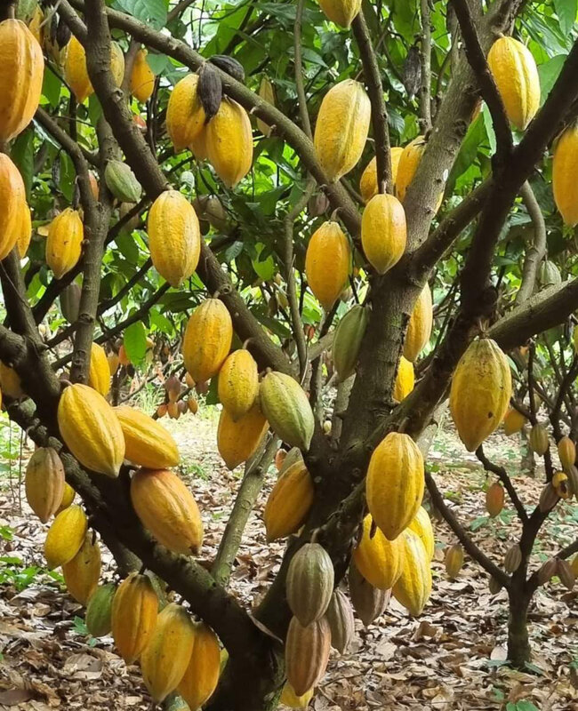Cacao