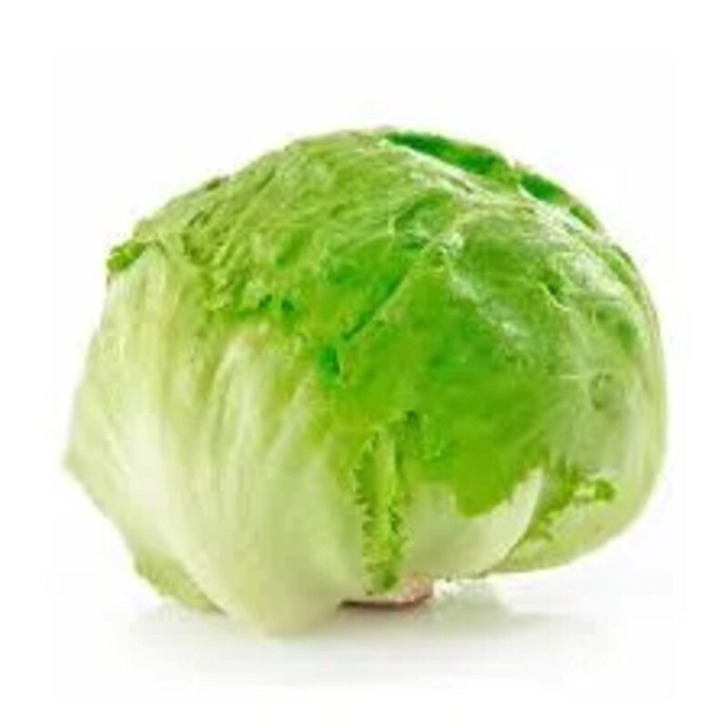 Lechuga