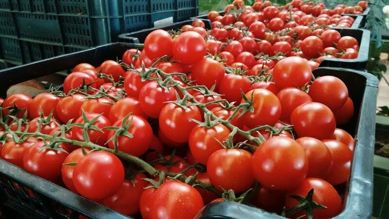 Tomate